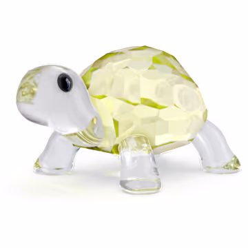 カメの赤ちゃん